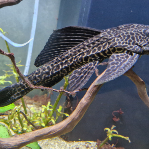 Pleco environ 25 cm
