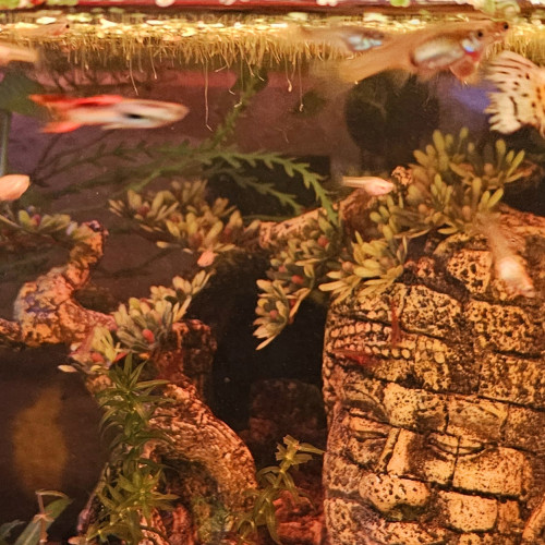 Échange Guppys