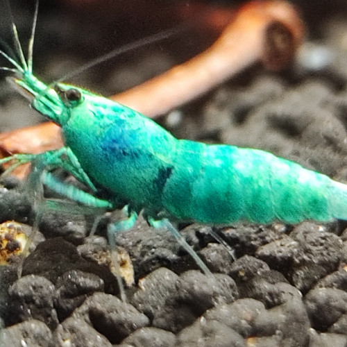 caridina  blue bolt  tres belle souche