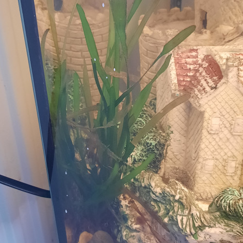 Aquarium communautaire 100l complet