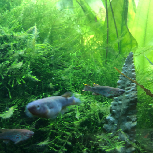 Donne Killies (Aphyosemion gardneri) et crevettes