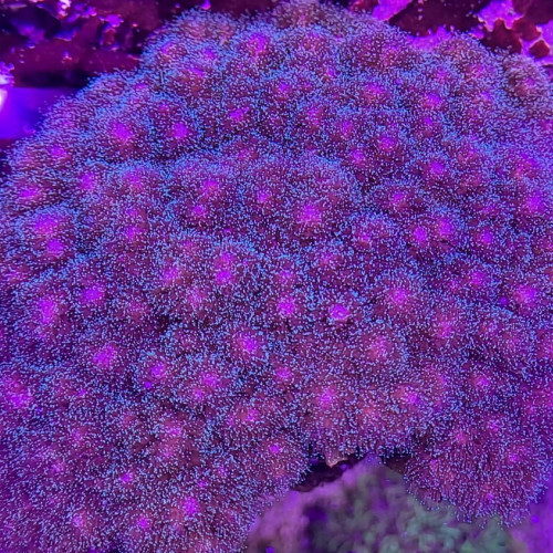 Échange ou vente de bouture de poscillopora rose