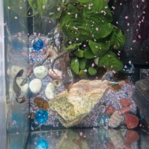 Aquarium et poissons