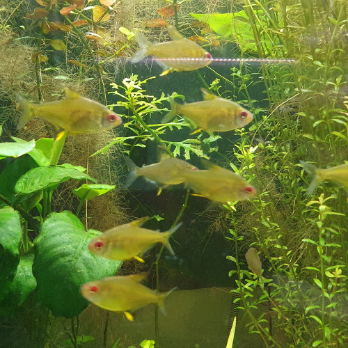 Banc de Tetras Citron (Hyphessobrycon pulchripinnis) de 4 cm environs
