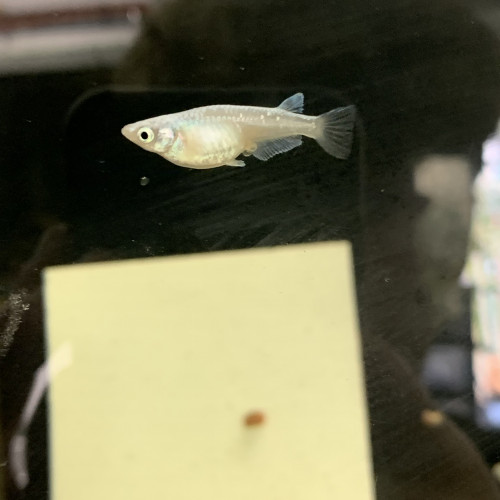 OEUFS oryzias latipes platinum/ medaka ricefish