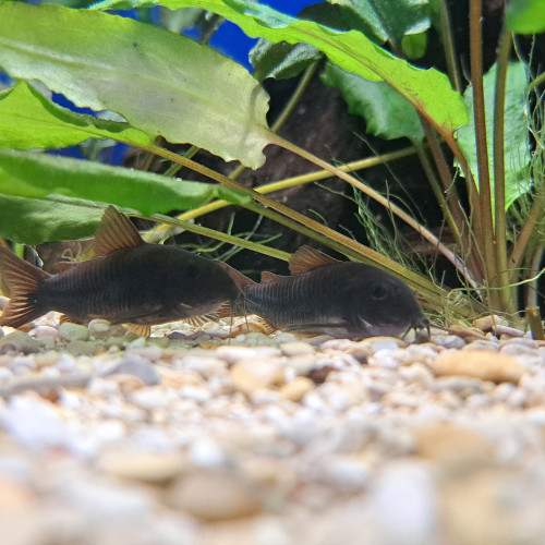 Corydoras black Venezuela adulte
