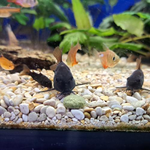 Corydoras black Venezuela adulte