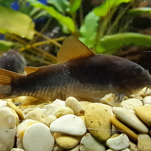 Corydoras black Venezuela adulte