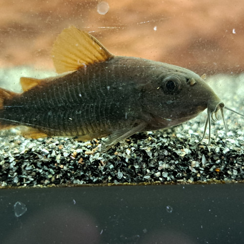 Corydoras black Venezuela adulte