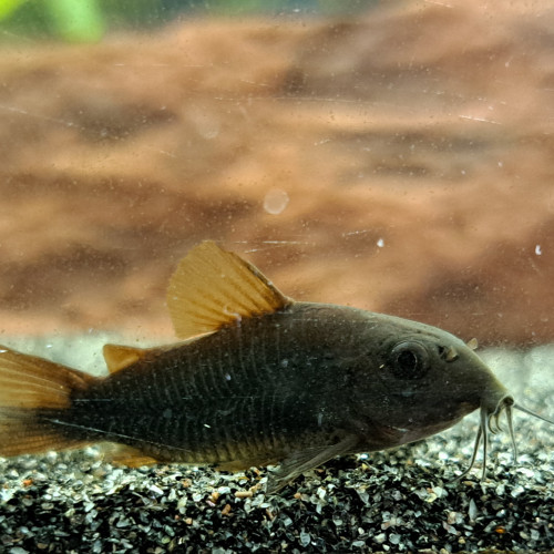 Corydoras black Venezuela adulte