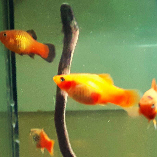 Platys