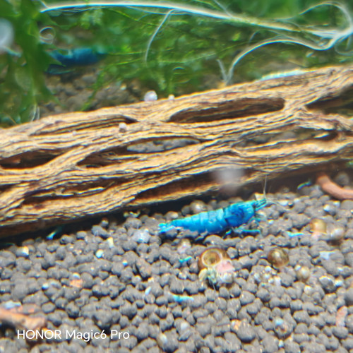 caridina  blue bolt  tres belle souche