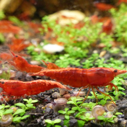 Crevettes neocaridina davidi Red Sakura / RedCherry