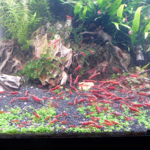 Crevettes neocaridina davidi Red Sakura / RedCherry