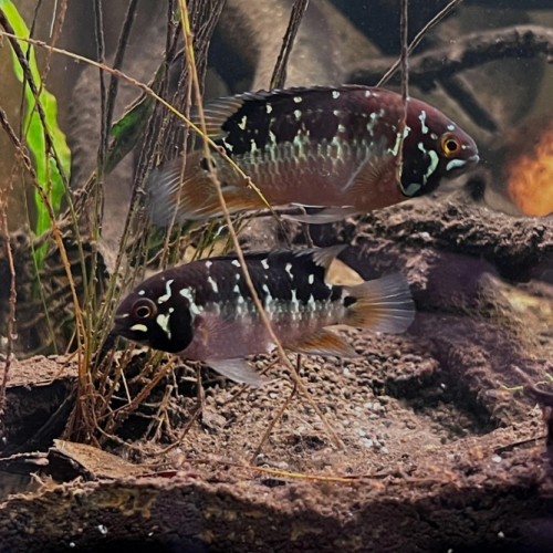 Couple ivanacara bimaculata