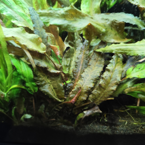 Échange cryptocoryne contre vallisneria