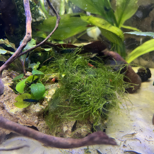 Crevette neocaridina déclassé