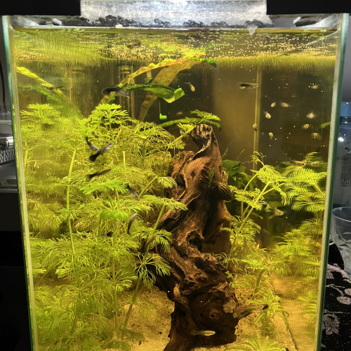 Alevins Guppy néon blue