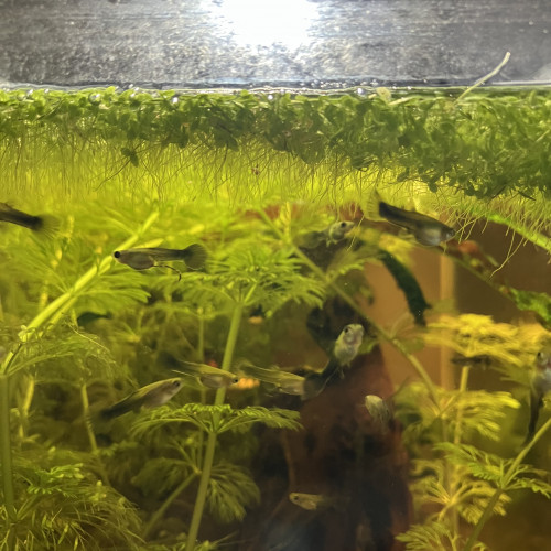 Alevins Guppy néon blue