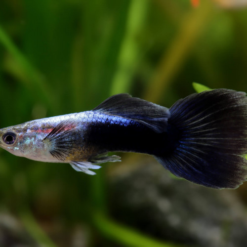 Alevins Guppy néon blue