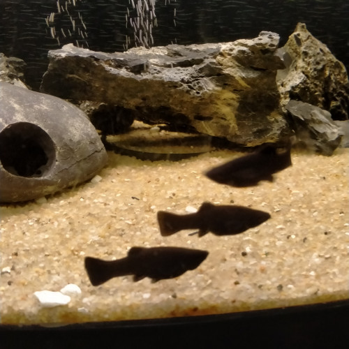 Black Molly
