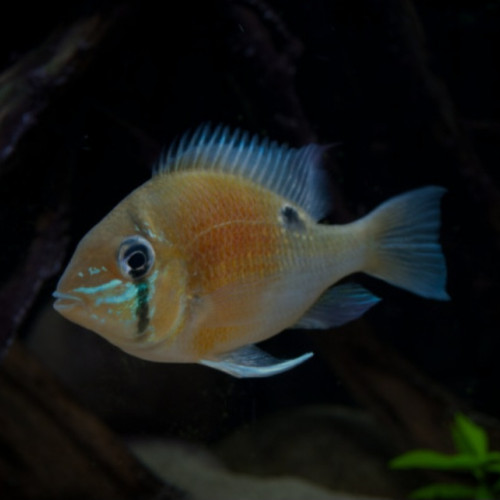 Biotodoma Cupido