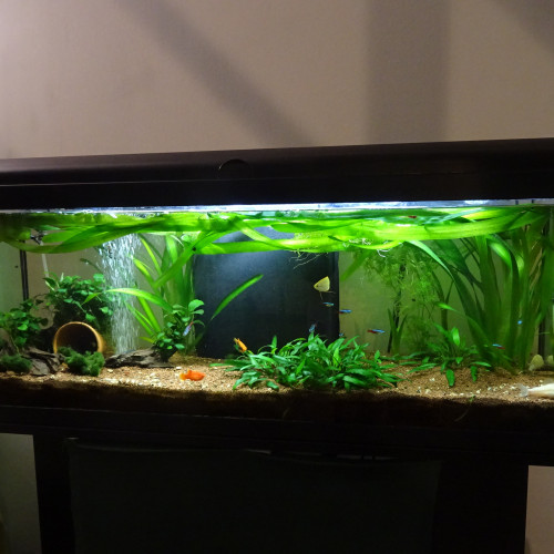 aquarium 100l et meuble