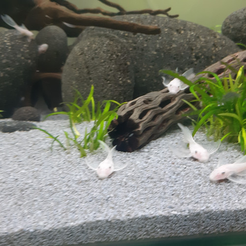 RARE L144 jeunes ancistrus Snow White longfin (à voile)
