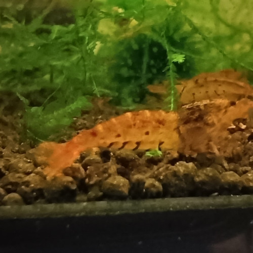 Crevette caradina tiger tangerine