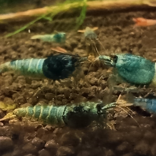 Crevette caradina taitibee blue Steel