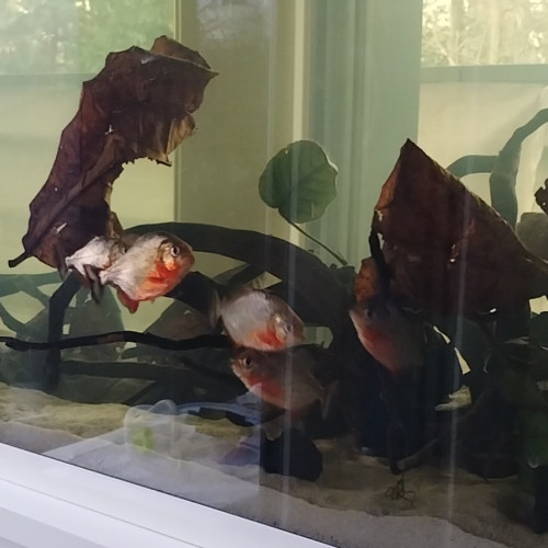Piranha ventre rouge