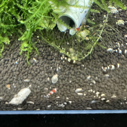 Caridina Taïwan Bee mix