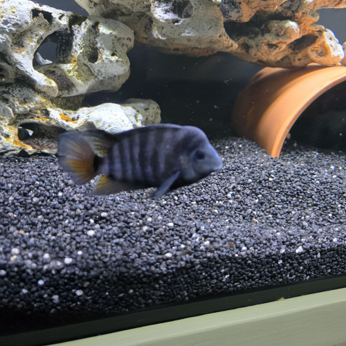 cichlides