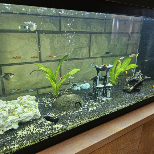 Aquarium