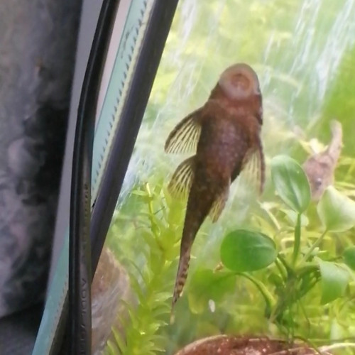 Ancistrus