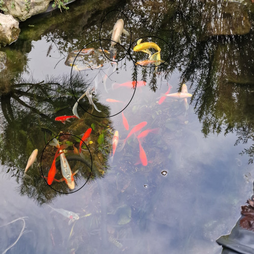 Lot de 5 carpes Kois entre 3 et 5 ans