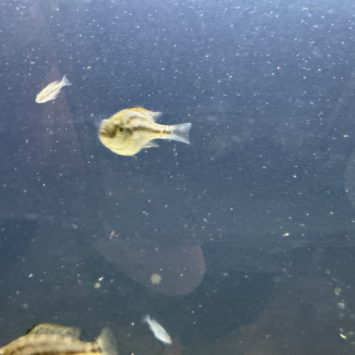 Dimidiochromis compressiceps