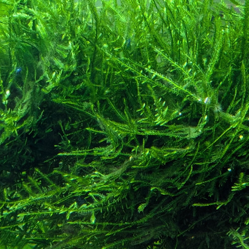 Taxiphyllum spiky moss