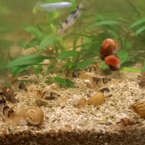 Raccoon caridina vive eau douce