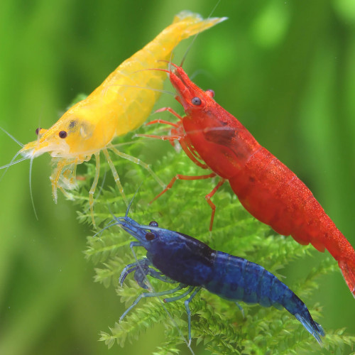 Crevettes Lot en panache de couleurs