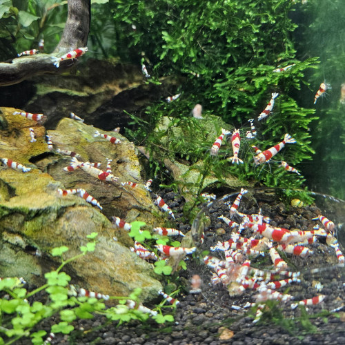 Caridina Crystal Red