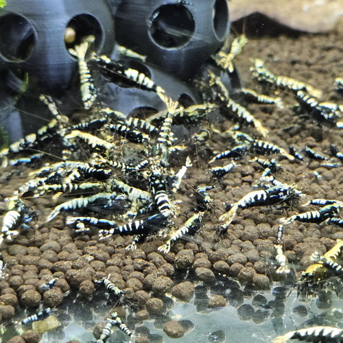 Caridina Galaxy fishbone black