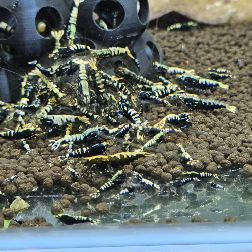 Caridina Galaxy fishbone black