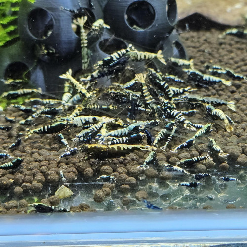 Caridina Galaxy fishbone black