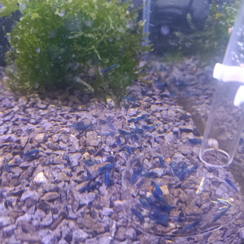 Crevettes bleue velvet