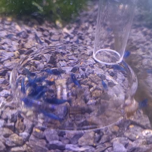 Crevettes bleue velvet