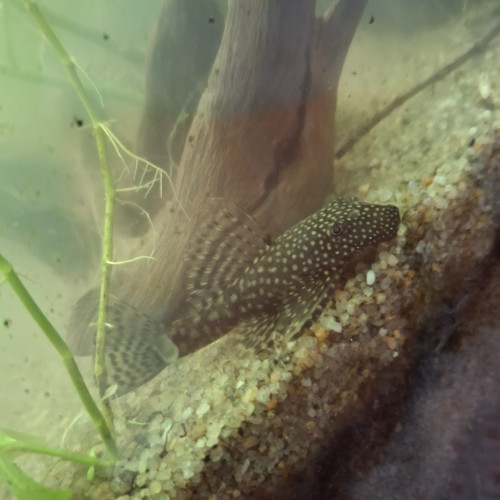 Ancistrus 3 semaines