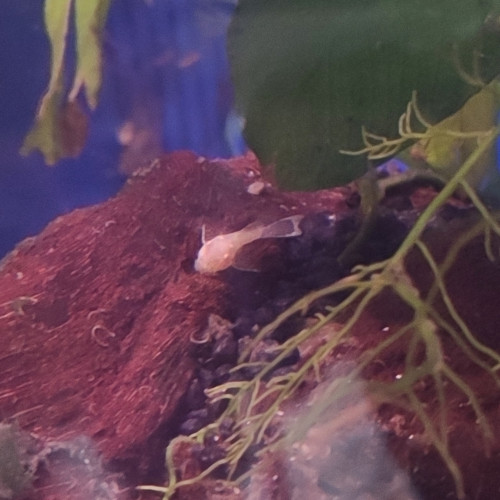 Ancistrus gold 2-3cm