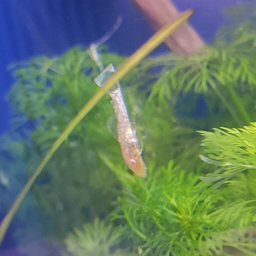 Ancistrus gold 2-3cm