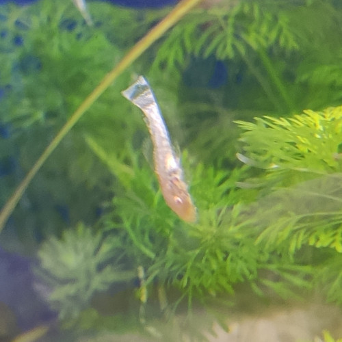 Ancistrus gold 2-3cm